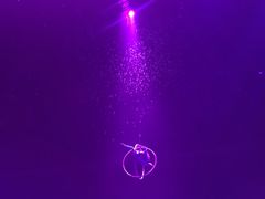 -珠海横琴长隆《卡卡虎奇遇记》