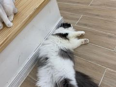 -李小姐の猫咖啡馆(五角场店)