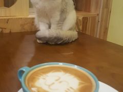 -猫色咖啡·猫咖