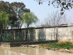 -中国扬子鳄村