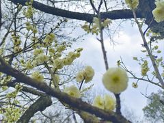 -梅花山(明孝陵内)