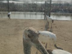 -盐城丹顶鹤湿地生态旅游区