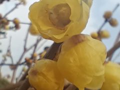 -无锡梅园公园
