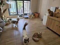 -唐小姐の私宠·宠物洗护美容·撸猫馆·购宠(周浦万达旗舰店)