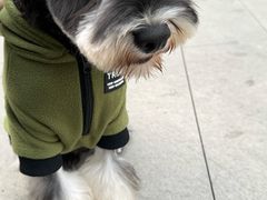 -帕帕拉兹宠物(亚洲旗舰店)