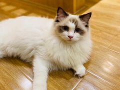 -滚猫咖啡·猫咖·猫友好撸猫(未来城店)