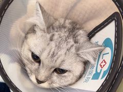 -格蕾宠物医院24H·猫科·肿瘤科·骨科中心(福州总院)