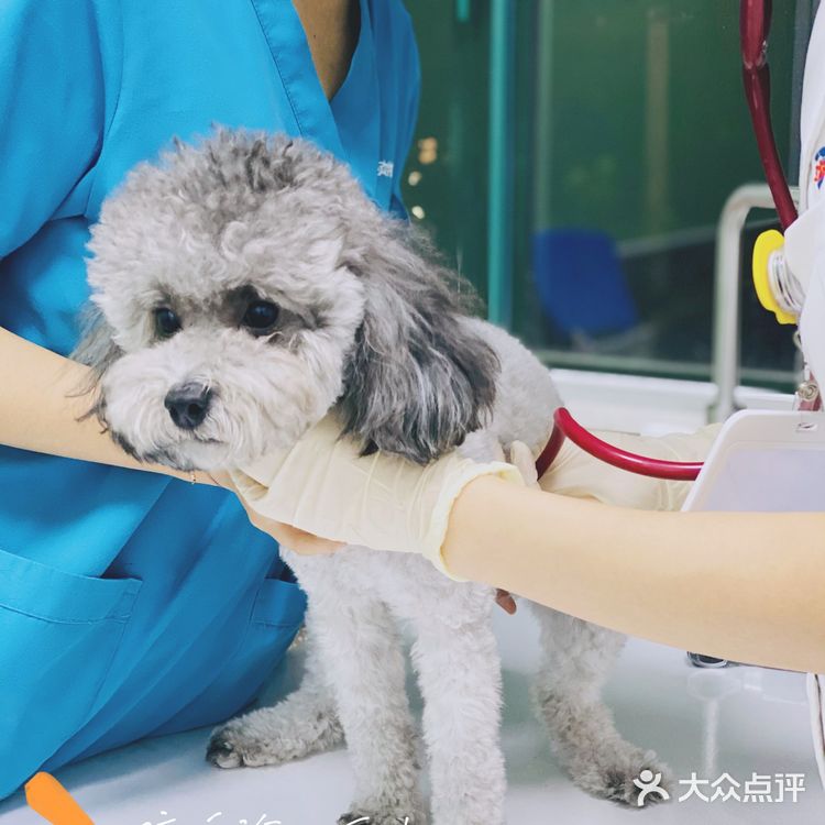 领华宠医·星华宠物医院|医生和环境都非常靠谱的连锁宠物🏥