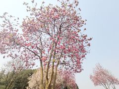 -重庆中央公园(渝北区)