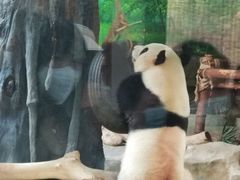 -灵玲国际马戏城