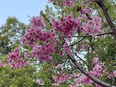 -狐尾山公园