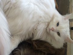 Anne猫窝咖啡屋-Anne猫窝咖啡屋