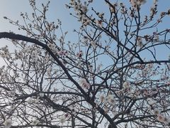 -香雪海
