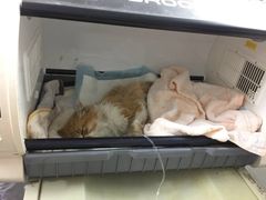 盛京一禾-盛京一禾