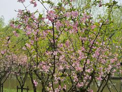 -上海鲜花港