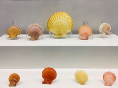-贝壳王国博物馆
