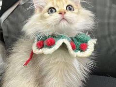 -1013 PET SHOP精品宠物商店(丁香店)