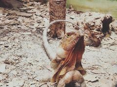 -费瑟代尔野生动物园