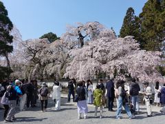 -醍醐寺