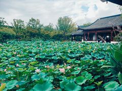 -上海滨江森林公园
