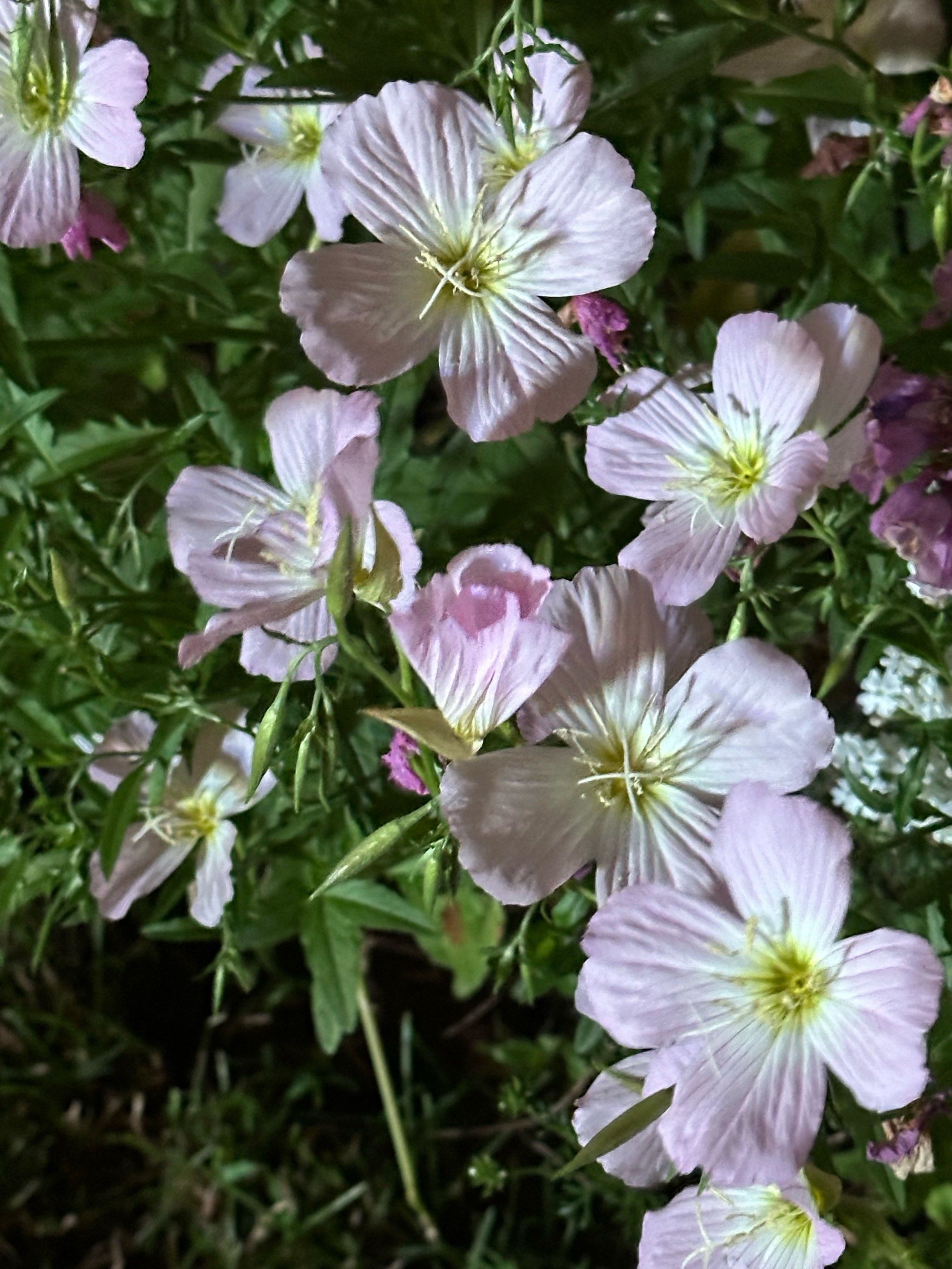 少见!十字星的月见草花朵