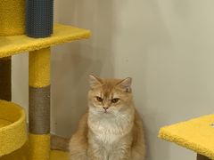 -猫力发电所·宠物专门店