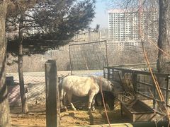 -青藏高原野生动物园