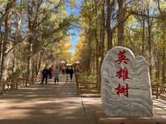 -金塔沙漠胡杨林景区