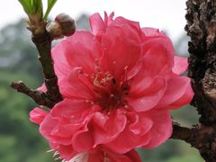 -南国桃园旅游度假区