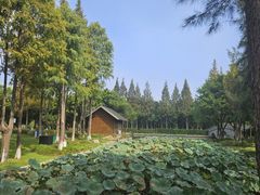 -河泥荡文化公园