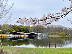 -上海共青森林公园