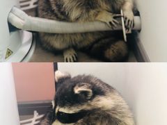 -浣熊柯尔鸭土拨鼠·电玩咖