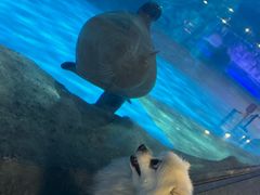 -上海海昌海洋公园
