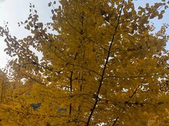 -大兴滨河森林公园