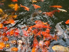 -千岛湖东南湖区