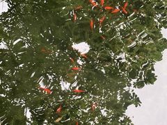 -望江楼公园
