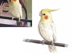 -雨林宠物医院 非犬猫异宠专科