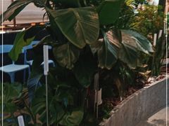 -润园四季椰子鸡火锅(南山海岸城店)