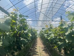 -马陆小张葡萄园农家乐