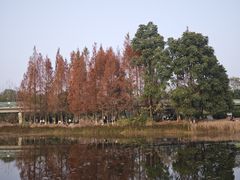 -白鹭湾湿地公园