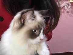 -李小姐の猫咖啡馆(五角场店)