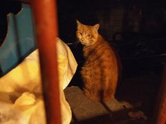 害羞的黄猫儿-苟味道老火锅(黄桷坪店)