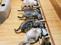 -啵啵喵·猫咖(攀华国际店)