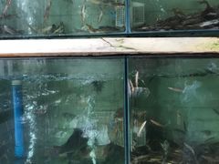水产区-玲泉黄腊丁生态鱼馆(雪松路店)