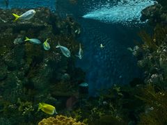 -上海海洋水族馆