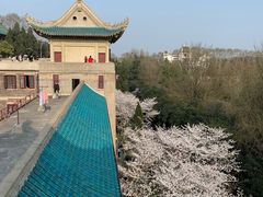 -武汉大学-樱园