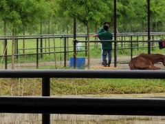 -合肥滨湖国家森林公园