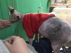 -藏猫猫咖啡主题馆(中央大道店)