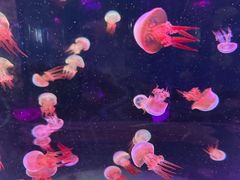 -苏州海洋馆