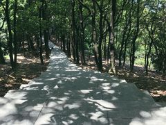 -火炉山森林公园